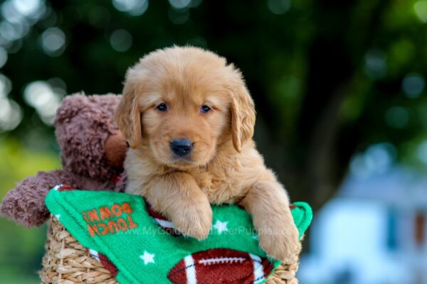 Image of Levi, a Golden Retriever puppy
