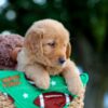 Image of Levi, a Golden Retriever puppy