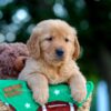 Image of Levi, a Golden Retriever puppy