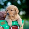 Image of Levi, a Golden Retriever puppy