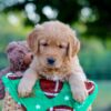 Image of Lincoln, a Golden Retriever puppy