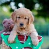 Image of Lincoln, a Golden Retriever puppy