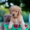 Image of Lincoln, a Golden Retriever puppy