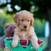 Image of Lincoln, a Golden Retriever puppy