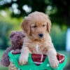 Image of Lincoln, a Golden Retriever puppy
