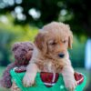 Image of Lincoln, a Golden Retriever puppy