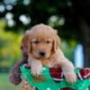 Image of Lincoln, a Golden Retriever puppy