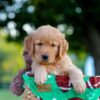Image of Lincoln, a Golden Retriever puppy