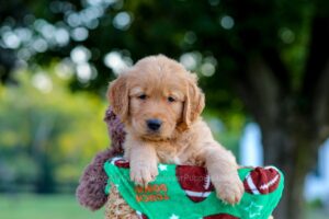 Image of Lincoln, a Golden Retriever puppy