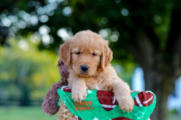 Image of Lincoln, a Golden Retriever puppy