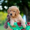 Image of Lincoln, a Golden Retriever puppy