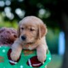 Image of Louie, a Golden Retriever puppy
