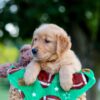 Image of Louie, a Golden Retriever puppy
