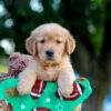 Image of Louie, a Golden Retriever puppy