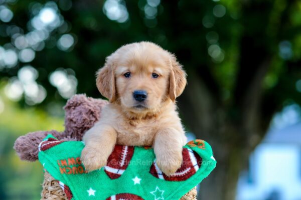 Image of Louie, a Golden Retriever puppy