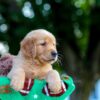 Image of Louie, a Golden Retriever puppy