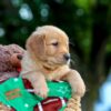 Image of Lucky, a Golden Retriever puppy