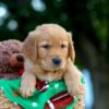 Image of Lucky, a Golden Retriever puppy