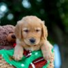 Image of Lucky, a Golden Retriever puppy