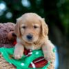 Image of Lucky, a Golden Retriever puppy