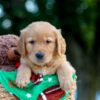 Image of Lucky, a Golden Retriever puppy