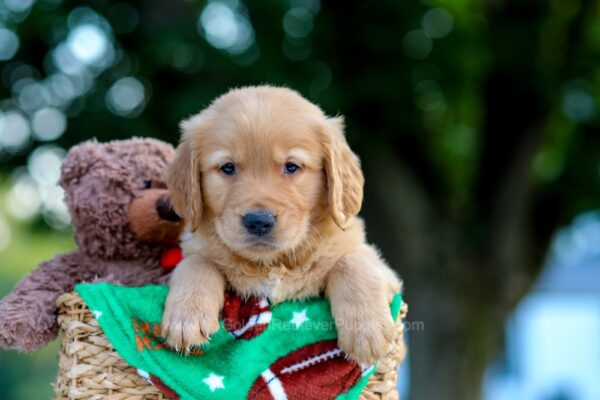 Image of Lucky, a Golden Retriever puppy