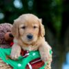 Image of Lucky, a Golden Retriever puppy