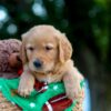 Image of Lucky, a Golden Retriever puppy