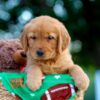 Image of Lucy, a Golden Retriever puppy