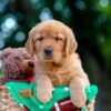 Image of Lucy, a Golden Retriever puppy