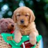 Image of Lucy, a Golden Retriever puppy