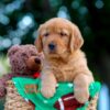 Image of Lucy, a Golden Retriever puppy