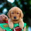 Image of Lucy, a Golden Retriever puppy