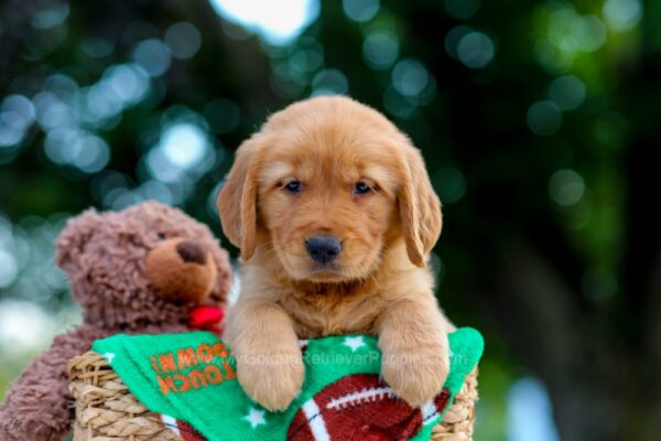 Image of Lucy, a Golden Retriever puppy