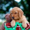 Image of Lucy, a Golden Retriever puppy