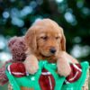 Image of Lucy, a Golden Retriever puppy