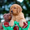 Image of Lucy, a Golden Retriever puppy