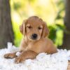 Image of Maple, a Golden Retriever puppy