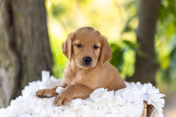 Image of Maple, a Golden Retriever puppy