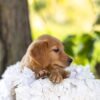 Image of Maple, a Golden Retriever puppy