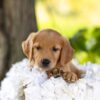 Image of Maple, a Golden Retriever puppy