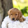 Image of Maple, a Golden Retriever puppy