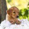 Image of Maple, a Golden Retriever puppy