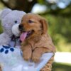 Image of Melody, a Golden Retriever puppy
