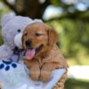 Image of Melody, a Golden Retriever puppy