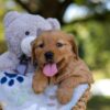 Image of Melody, a Golden Retriever puppy