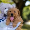 Image of Melody, a Golden Retriever puppy