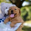 Image of Melody, a Golden Retriever puppy