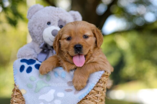 Image of Melody, a Golden Retriever puppy