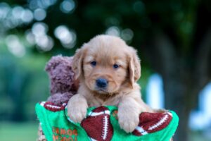 Image of Nacho, a Golden Retriever puppy